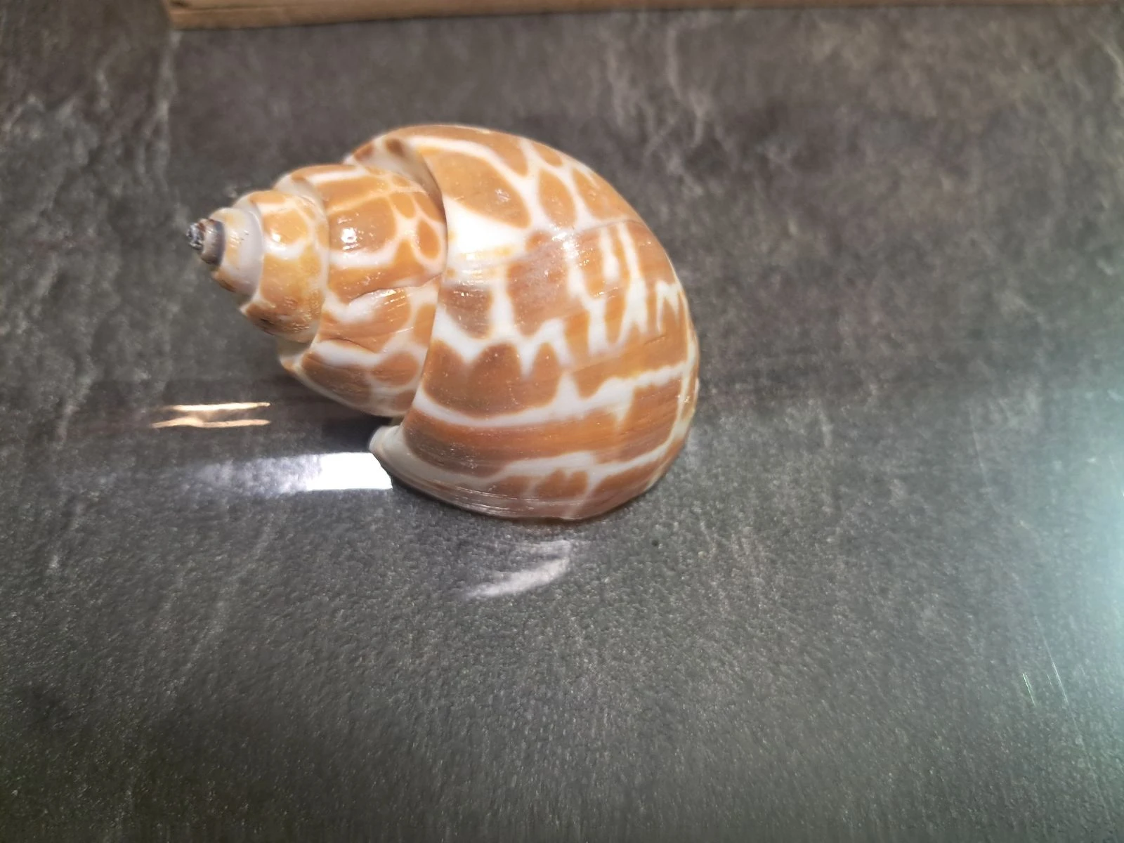 Large batch Babylonia decorative shells (with box) – photo 3